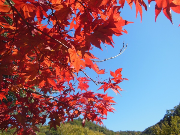 寂光院　紅葉