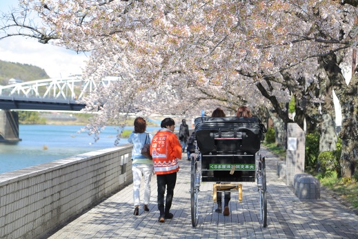 犬山　お花見人力車　観光