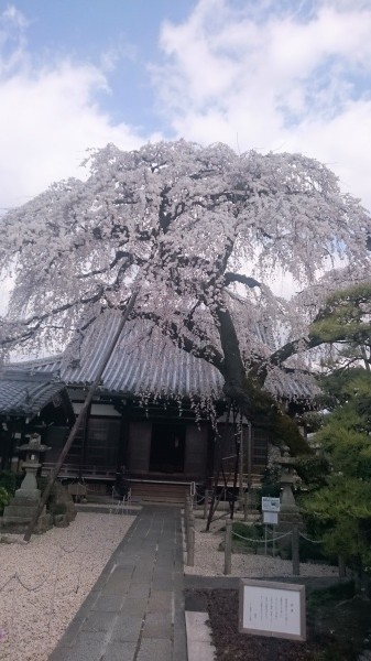 犬山　お花見　観光