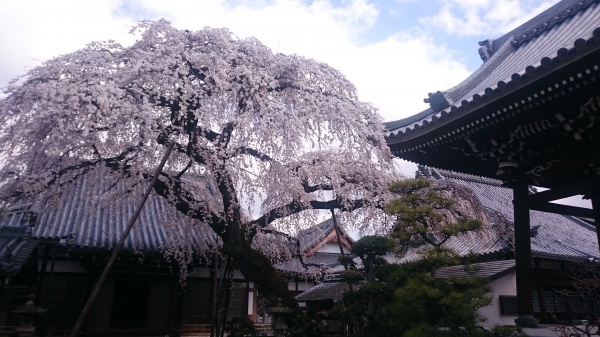 犬山市　観光　桜