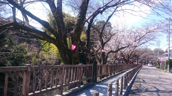 犬山　桜　お花見　観光